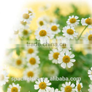 wholesale 100 Pure chamomile essential oil