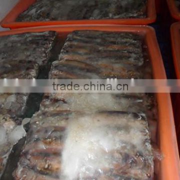 China Export Frozen Argentina squid 200g 300g