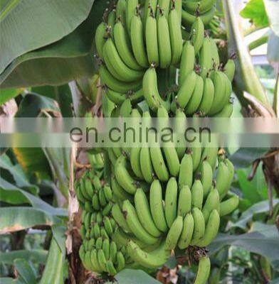 Automatic Banana Peeler Banana Peeling Machine photo-3