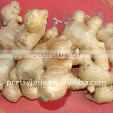 Supply 2014 new fresh ginger