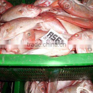 Frozen Red Seabream
