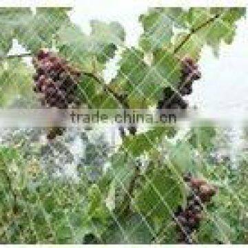 agricultural bird netting,bird netting