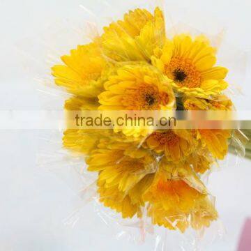 Alibaba china hot selling high yellow flower popular gerbera