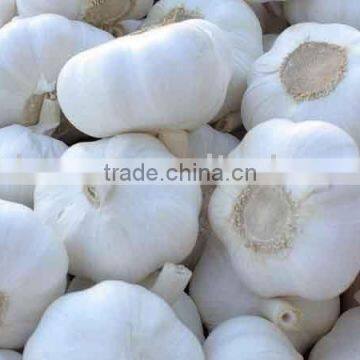 Pure white garlic