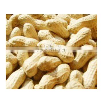 High quality Raw blanched peanut kernels, peanuts in shell, roasted peanut inshell