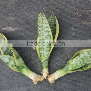 Sansevieria potted for the new house decorate
