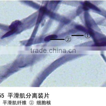 histology prepared microscope slide,Microslide Striated Muscle