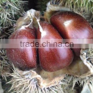 water chestnut from china /chestnut from china