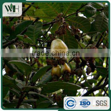 Kidney Shaped Vietnam Cashew Nut Raw photo-6