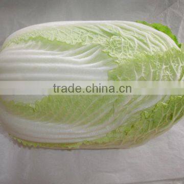 2015 Crop Good Quality Chinese Cabbage photo-2