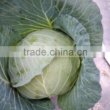 VIET NAM FRESH CABBAGE cheap