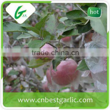 New crop fresh fuji apples for sale