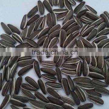 2015 new fresh chinese sunflower seed for sale