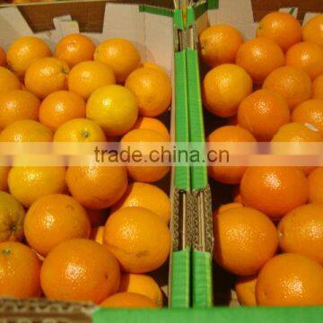 Fresh Valancia Orange