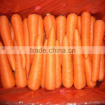 SELLING200g FRESH CARROT(NEW CROP)