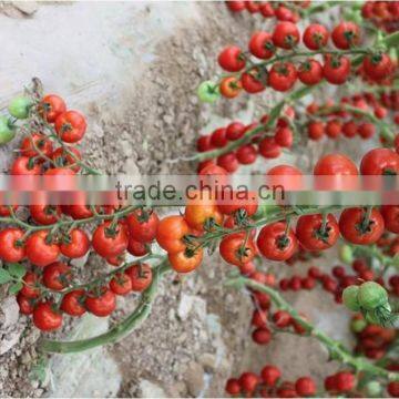 Hybrid High Density Fruits Setting Round Red Cherry Tomato Seeds For Growing-Wonderful photo-2