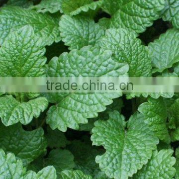 lemon balm leaf