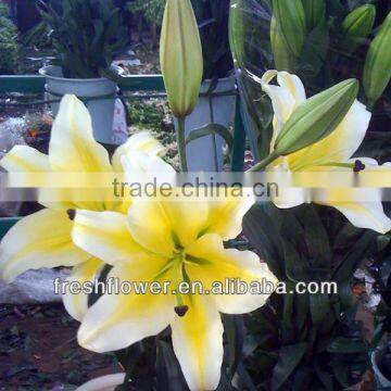 Fresh Cut Lilium from kunming china