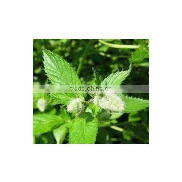 Peppermint Oil