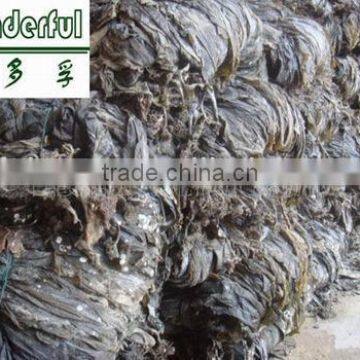 sun dried kelp raw material for abalone feed