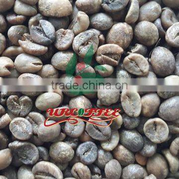 Green Robusta Coffee Beans photo-1