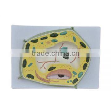 Vivid Medical Anatomical Biological Teaching Plant Cell Model photo-2
