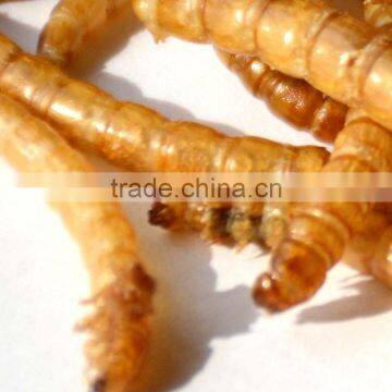 Hot selling organic dried mealworms