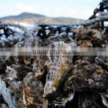 Korean Pollution-Free Region Tongyeong Pacific Oyster (Whole Shell / Half Shell / I.Q.F) (Live Oyser / Frozen Oyster) photo-2