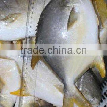 Farming Fish Golden Pomfret photo-2