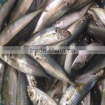 Mackerel scad frozen blue scad fish for sale