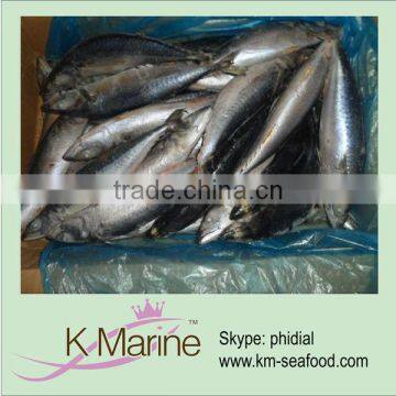 Wholesale frozen mackerel wr