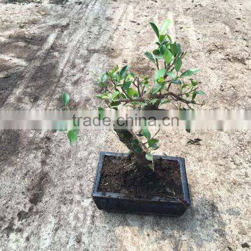 Ficus Microcarpa Bonsai in 15cm,20cm ,25cm ,30cm Pot,ball ,S Shape photo-4