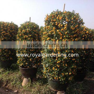 Citrus mitis ( Citrofortunella microcarpa) Ornamental plants