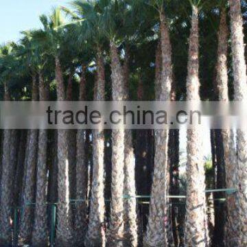 Washingtonia Robusta "Mexican Fan Palm" photo-5