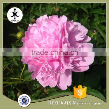 my Test Tree Peony Plant Root photo-4