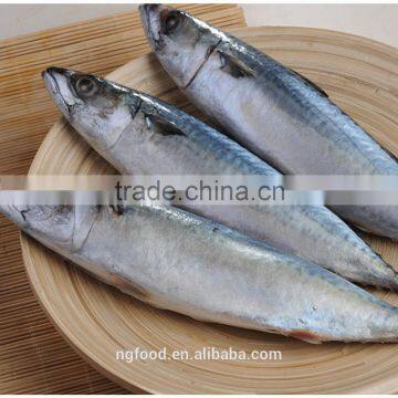 Frozen Chub Mackerel and Pacific Mackerel Scomber Japonicus