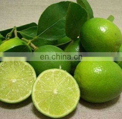 Organic Green Fresh Lemon Exported