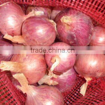 2015 New Crop Fresh Red Onion Price