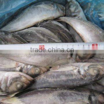 horse mackerel angola