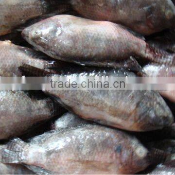 Frozen black Tilapia fish