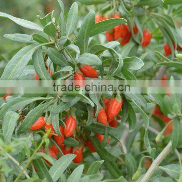 ORGANIC GOJI BERRY 220 2016 photo-3