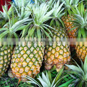 Fresh pineapple ( Tropical fruit)