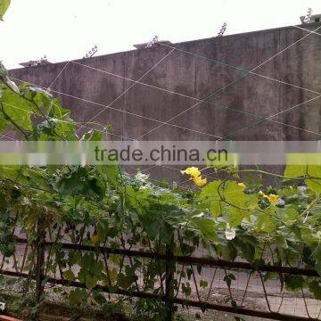 Tomato Supporting Netting / Plastic Plant Climbing Net photo-6