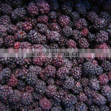 iqf blackberry with good quality