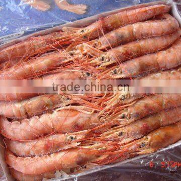 Seafrozen Argentina Red Shrimp HOSO