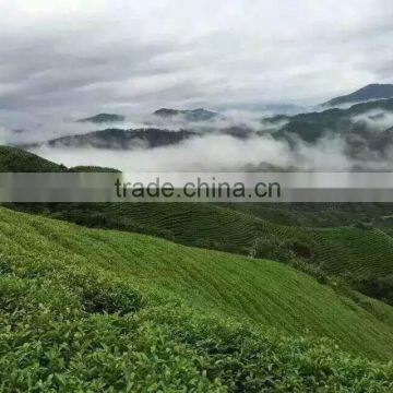 2016 New Nop Organic Canned Green Tea Bulk photo-4