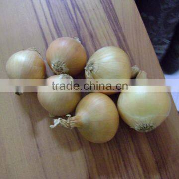 Fresh Yellow Onion