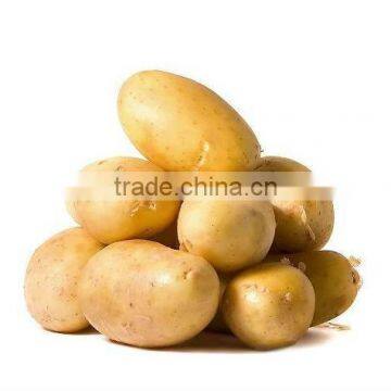 Fresh Potato from India