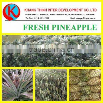 FRESH SWEET PINEAPPLE BEST PRICE