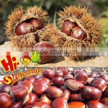 2015 Chinese fresh dried raw chestnut for sale